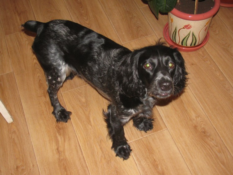 Щенок русского спаниеля 2 месяца