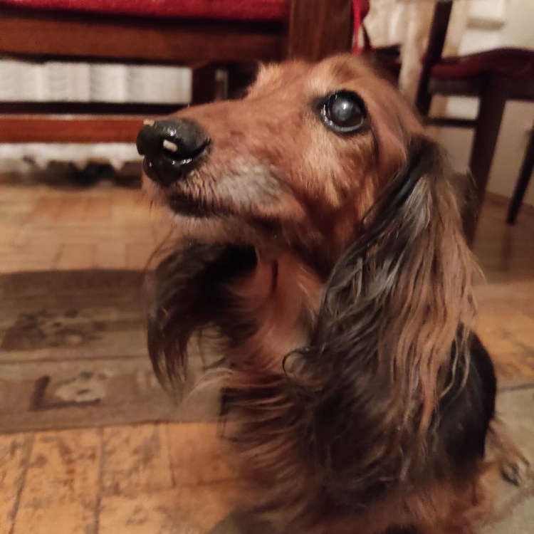 Русский спаниель черный