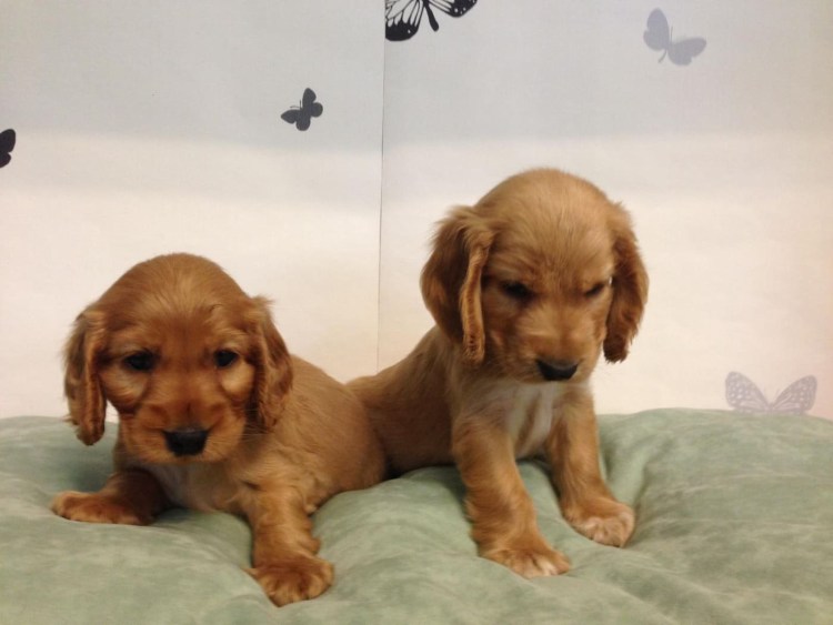 Корсет для таксы при дископатии