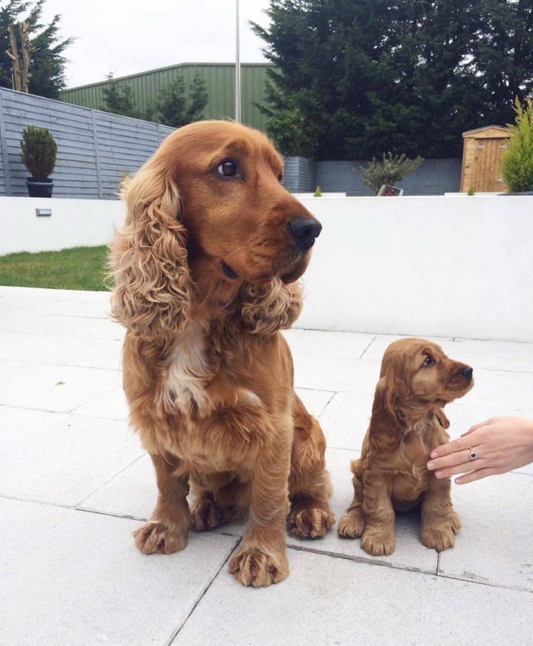 Спрингер и русский охотничий разница