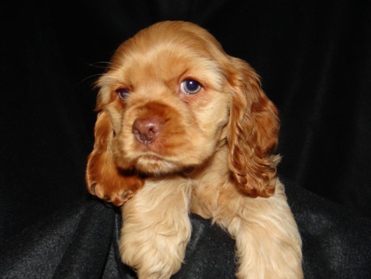 Мэтт русский охотничий спаниель