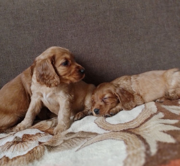 Такса с мохнатой мордой