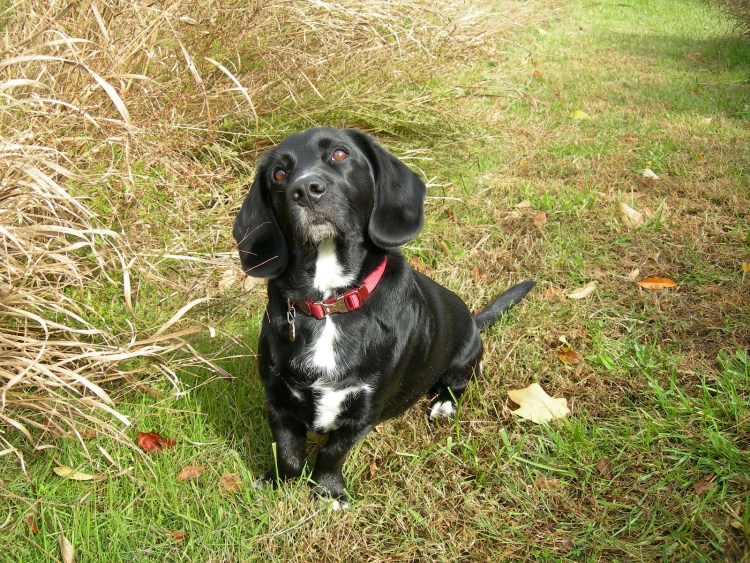 Спрингер спаниель 5 месяцев