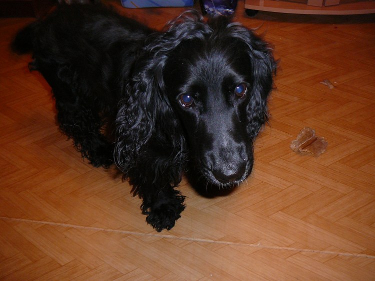 Черные кокер спаниель с ошейником