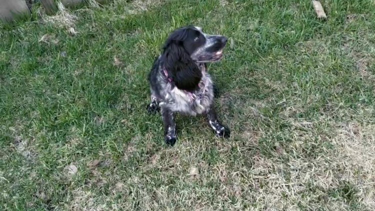 Русский охотничий спаниель купирование хвоста