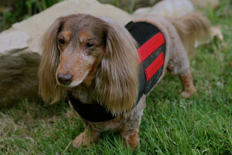 Карликовая такса толстая