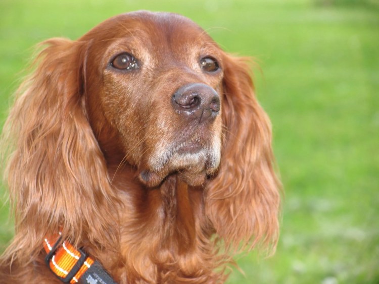 Кокер спаниель с таксой