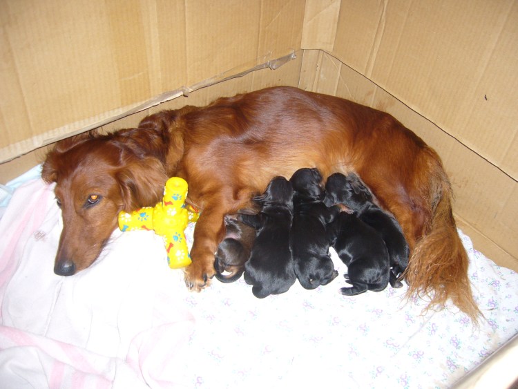 Бассет-хаунд и лабрадор метис