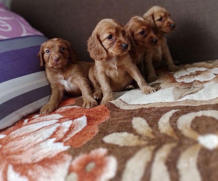 Уши спаниеля