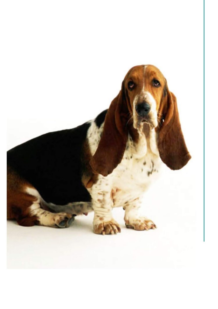 Сирингомиелия у кавалер Кинг Чарльз спаниель