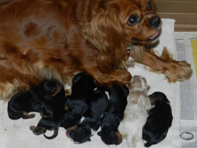 Сеттер-коккер спаниель метис