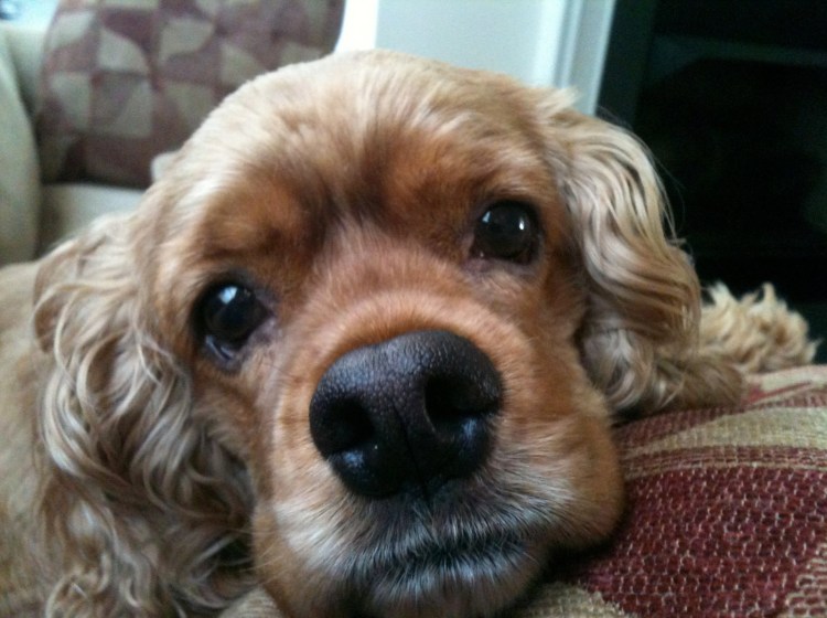 Щенки Кэролайн Юджел