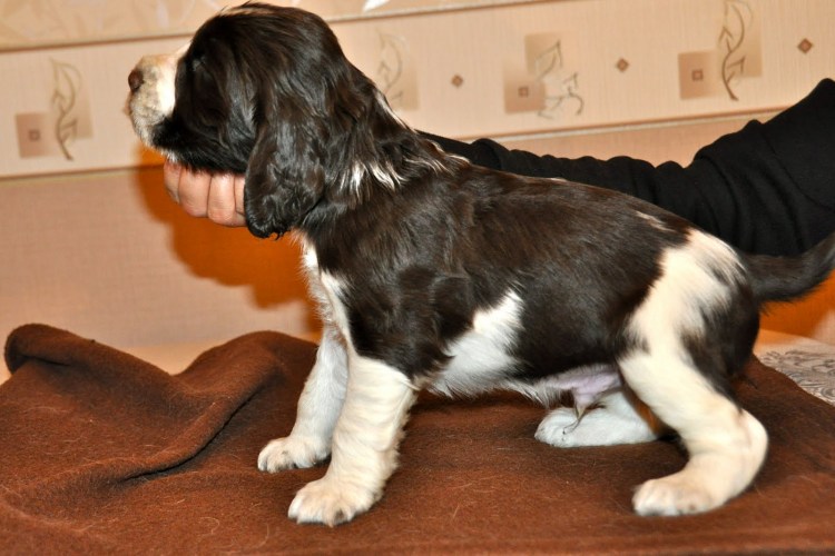 Новорожденные Кинг Чарльз спаниель