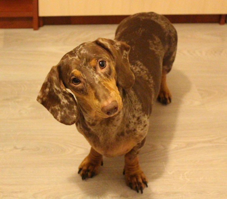 Кокер спаниель леди