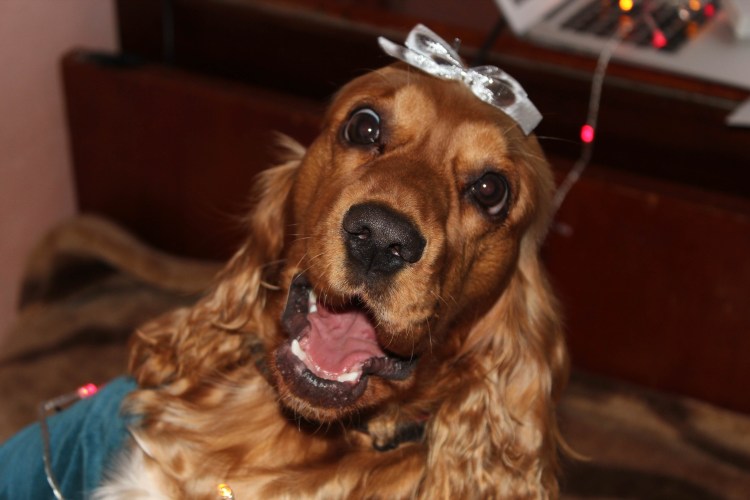 Уши спаниеля у женщин