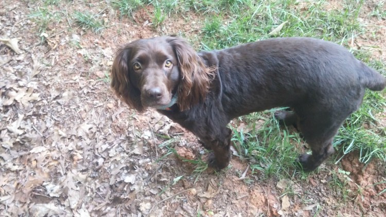 Щенок Чарли скинг кокер спаниель