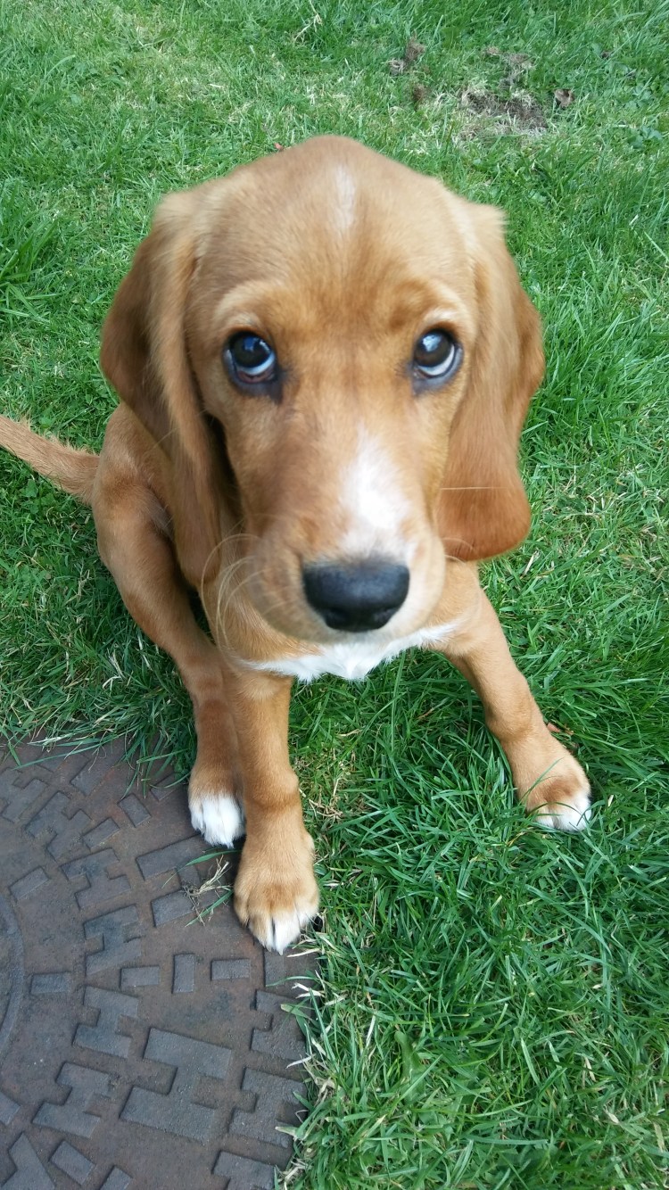 Кокер Бигль