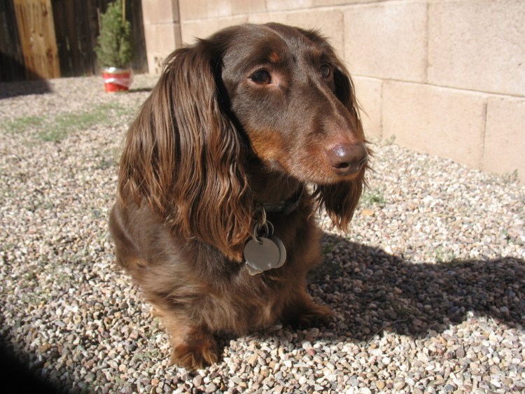 Золотая такса питомник