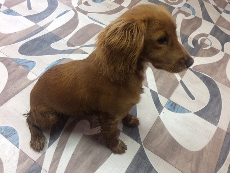 Ленинградский спаниель