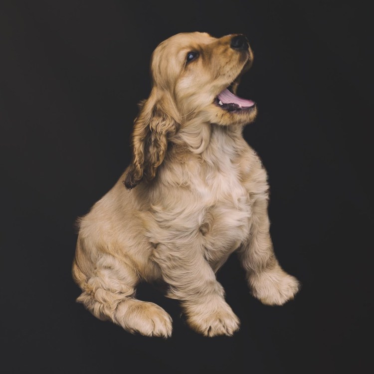 Кокер спаниель окрасы