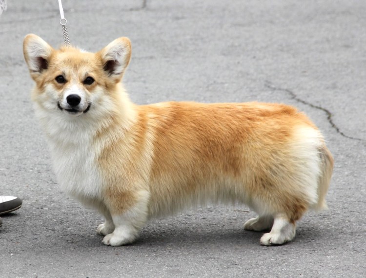 Блюмель корги