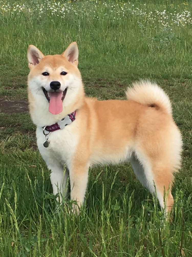 Собака Лисичка