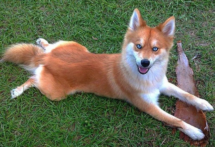 Сиба ину короткошерстные