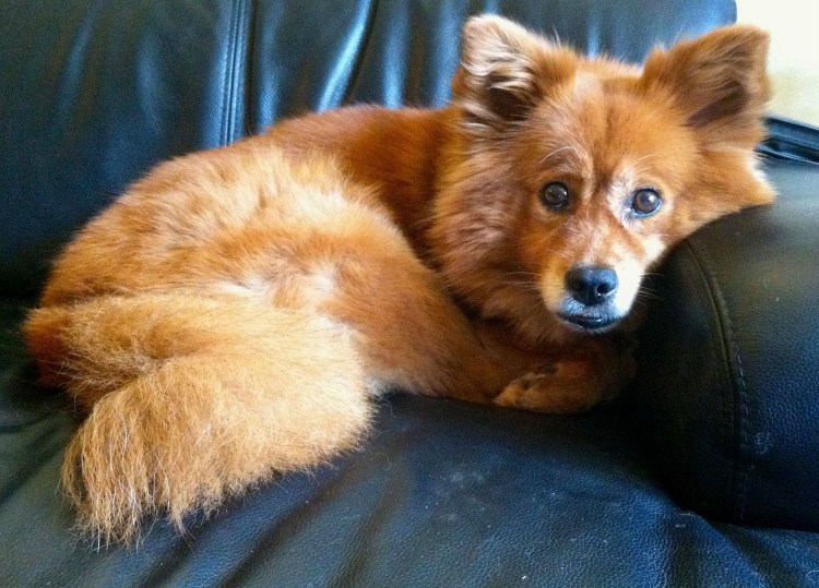 Помски рыжий