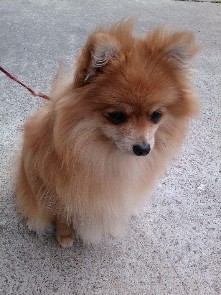 Финская лайка (Карело-финская лайка)