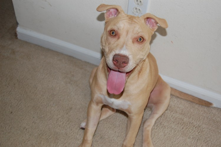 Стаффордширский терьер некупированный