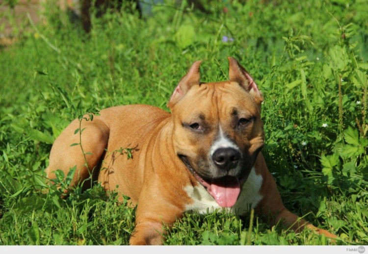 Собака без Стаффорд