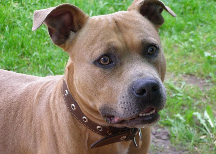 Американский стаффордширский терьер