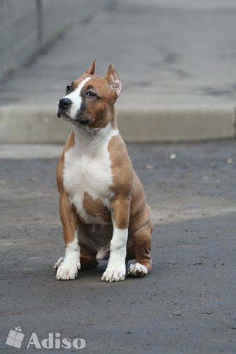 Стаффордширский терьер Гранд