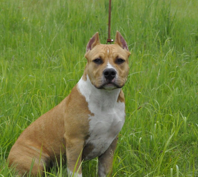 Стаффордширский терьер некупированный