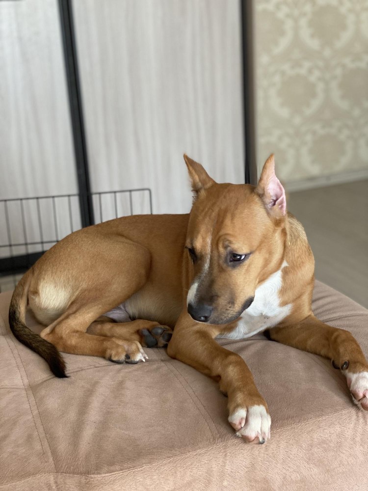 Американский стаффордширский терьер