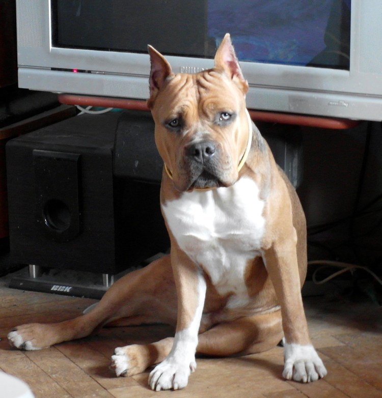 Американский стаффордширский терьер