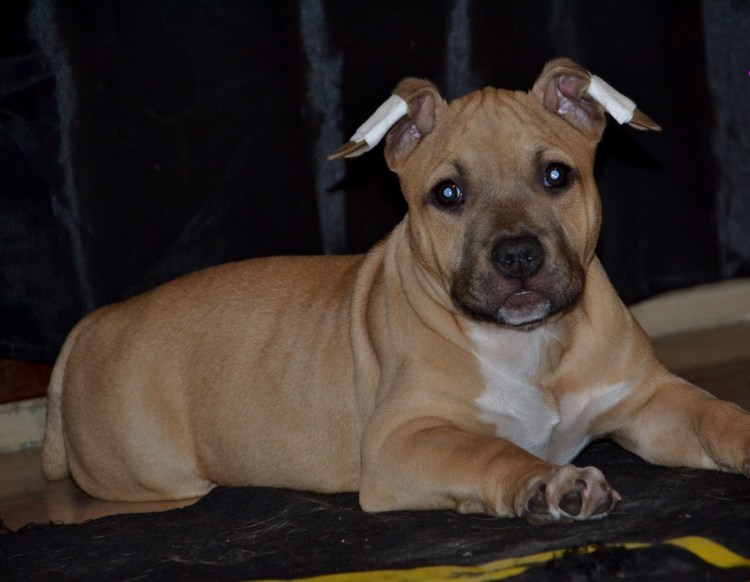 Американский стаффордширский терьер