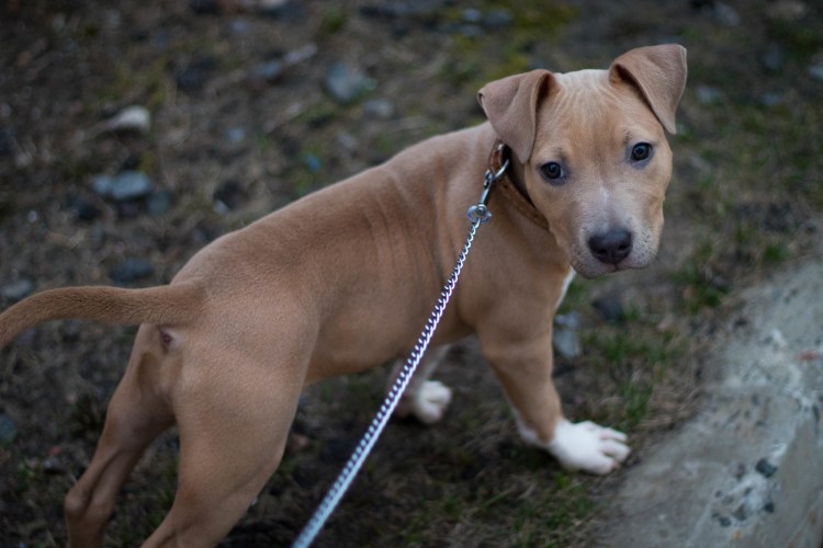 Амстафф Локи