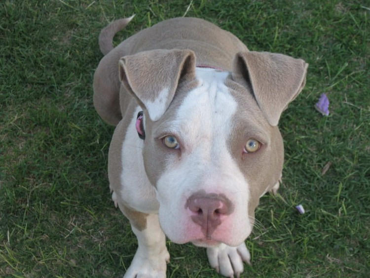 Бойцовские собаки бультерьер стаффордширский терьер