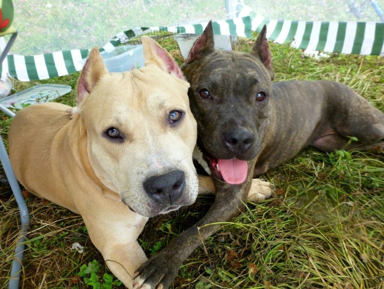 Собака стаффордширский терьер