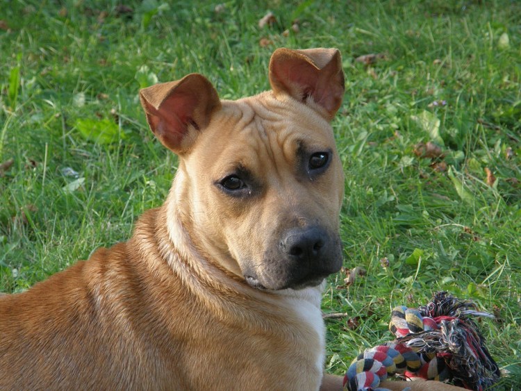 Питбультерьер некупированный