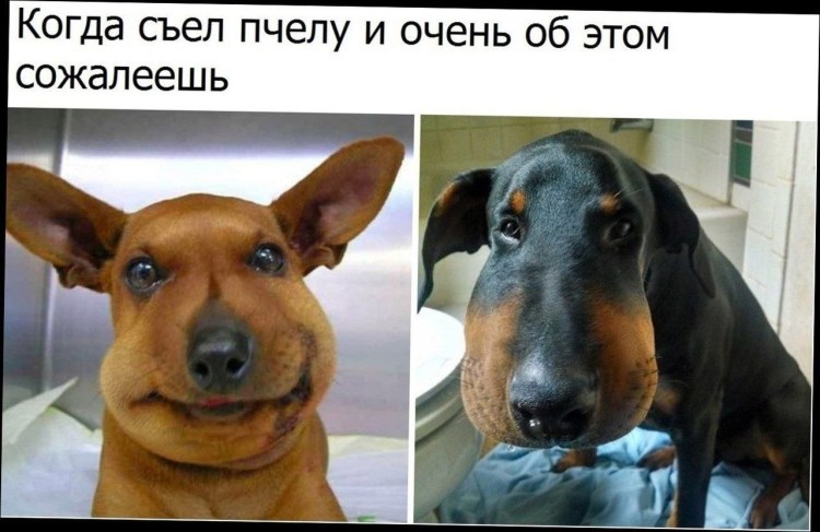 Собаку ужалила пчела Мем