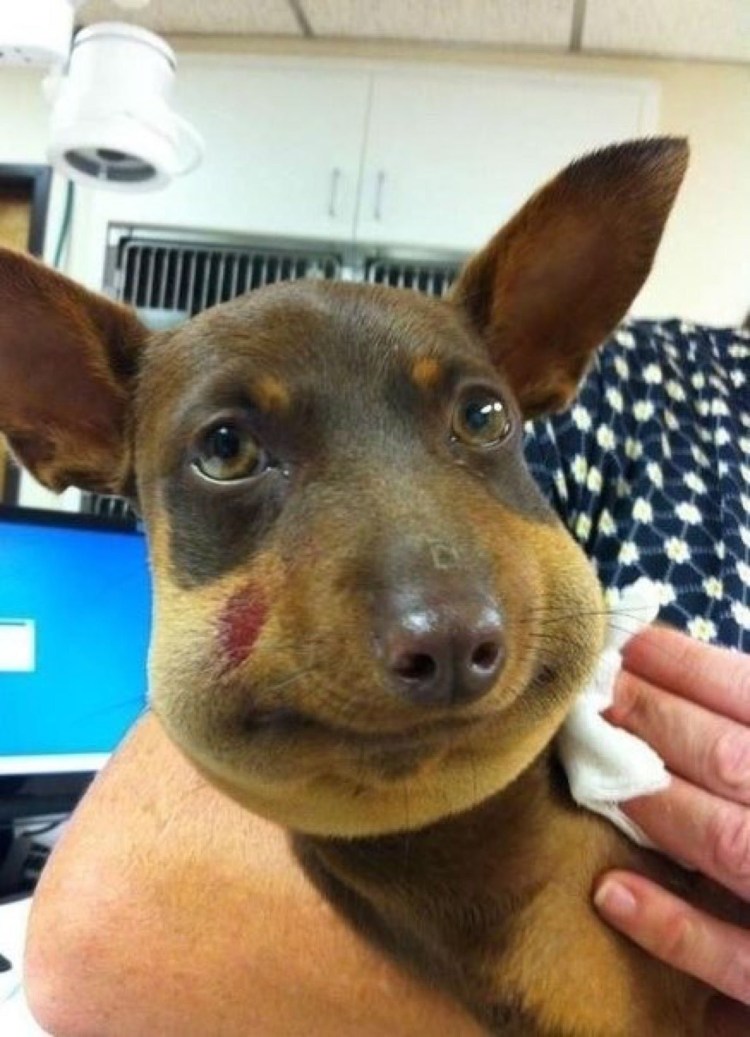 Собаку укусила Оса