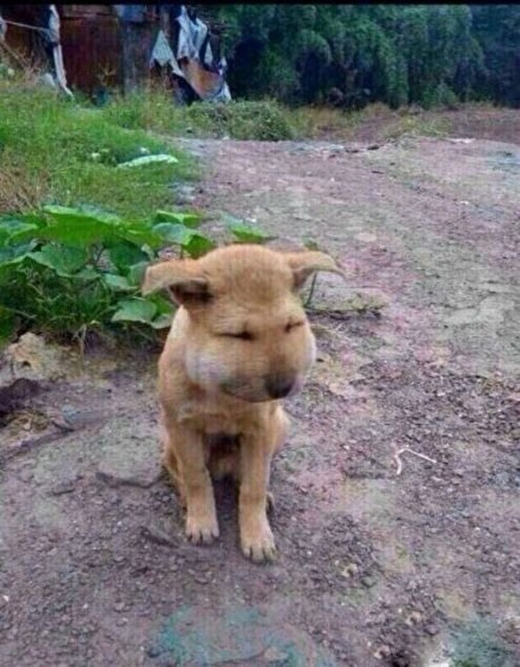 Пчела укусила собаку в нос