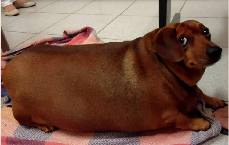 Животные покусанные пчелами