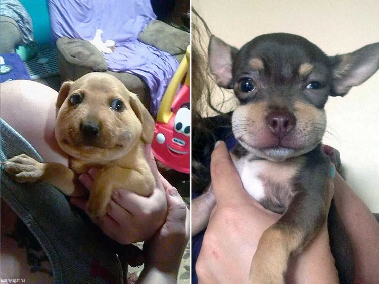 Собака которую ужалила пчела