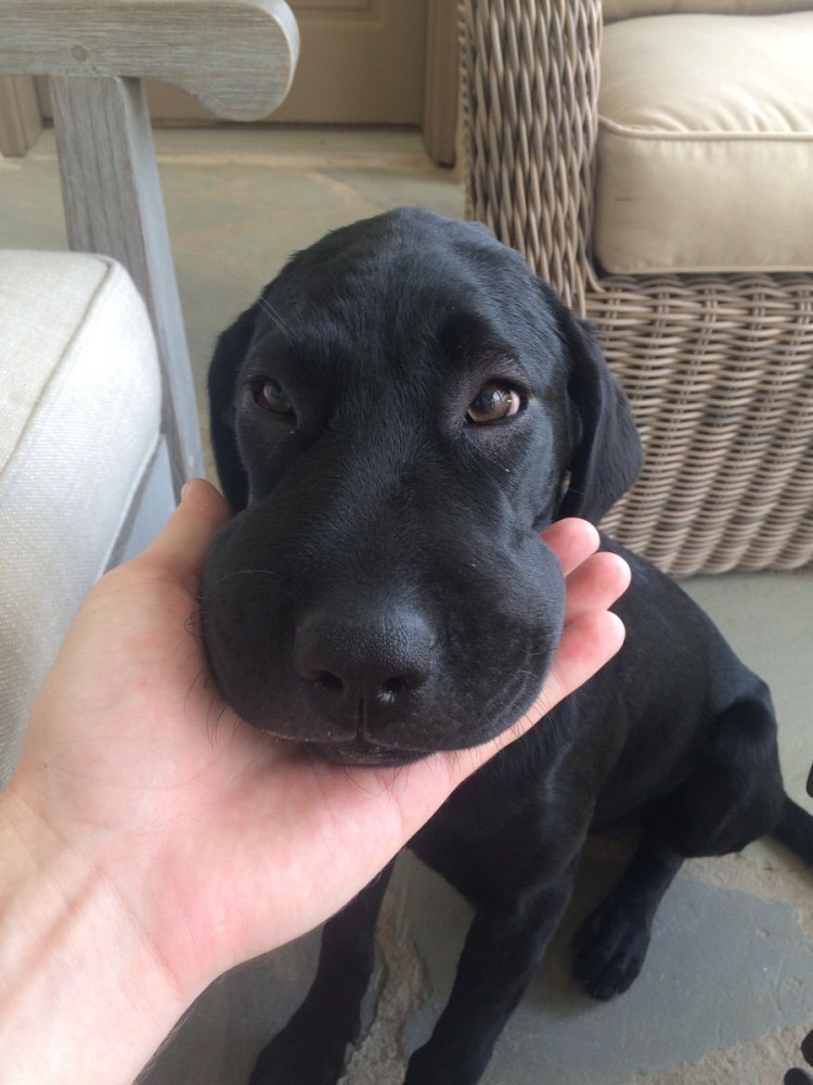 Собаку укусила пчела