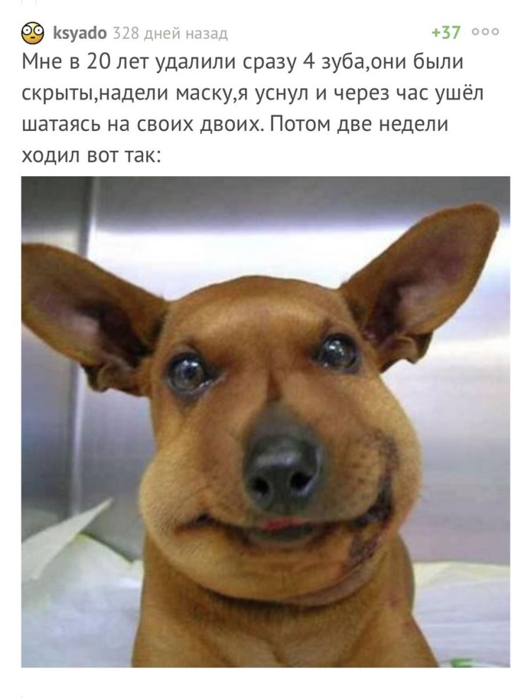 Животные укусаные пчелами