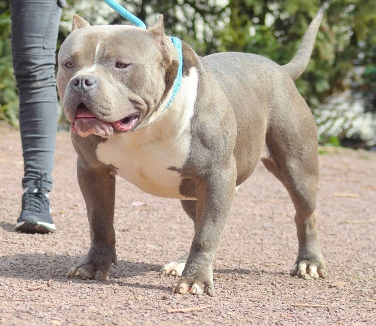 Американский булли Классик