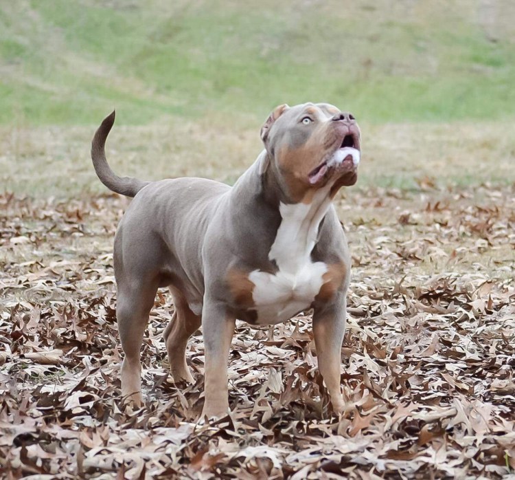 Американский булбуллт